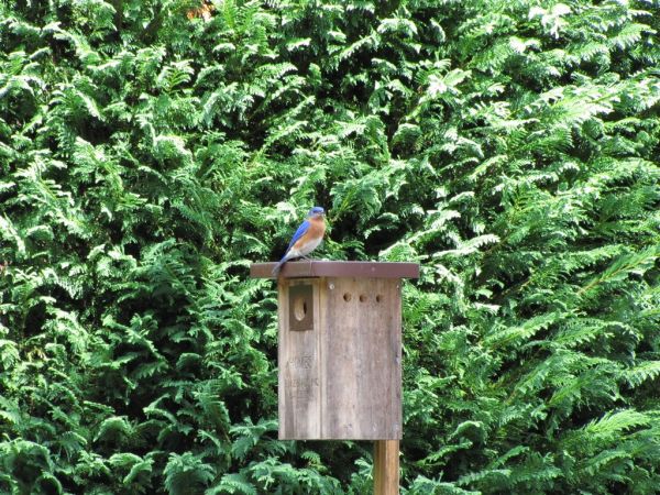 Bluebirds Nest Hickory NC © Lake Hickory Realty, LLC