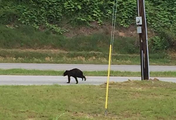 Black Bear