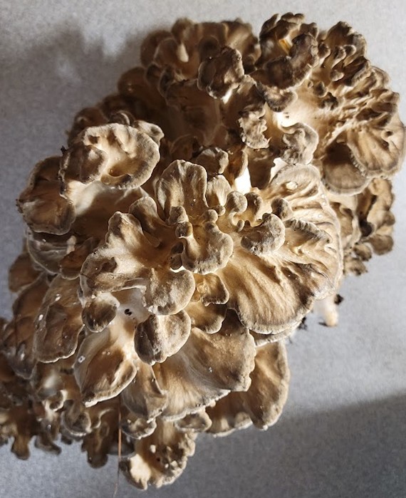 Maitake Mushroom