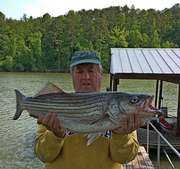 Striper Lake Hickory May 2016