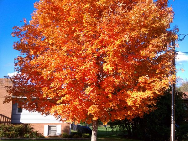 Fall Tree in Hickory NC © Lake Hickory Realty, LLC
