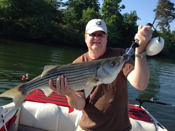 Striper.jpg © Lake Hickory Realty, LLC