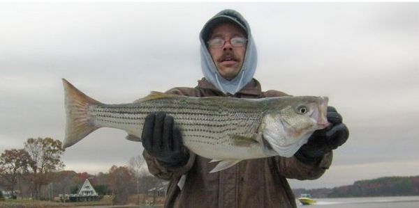 Stripers.jpg &copy; Lake Hickory Realty, LLC