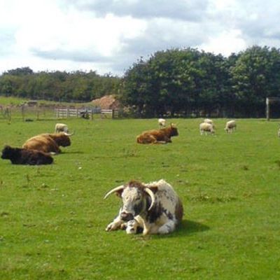 Cows.jpg